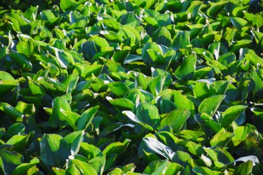 Nehirdeki su sümbülü bitkisi