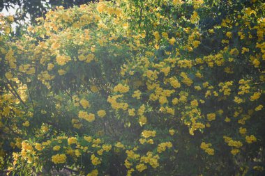 Yeşil arka planda sarı çiçekler