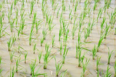 Pirinç filizleri pirinç tarlasında yetişir..