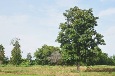 Pirinç tarlasının ortasında bir ağaç belirdi..