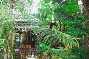 taze yeşil yaprakları doğa arka plan