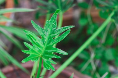 taze yeşil yaprakları doğa arka plan