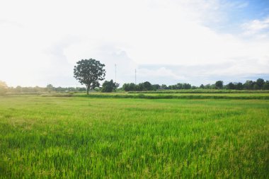Yeşil pirinç tarlaları, gökyüzü ve güneş ışığı