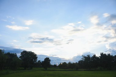 Shadow of a tree at sunset clipart