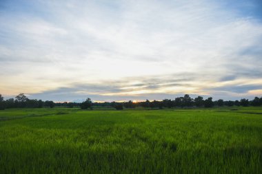 Yeşil pirinç tarlaları, gökyüzü ve güneş ışığı