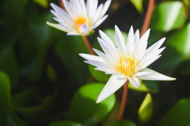 Havzada beyaz ve sarı nilüfer çiçekleri