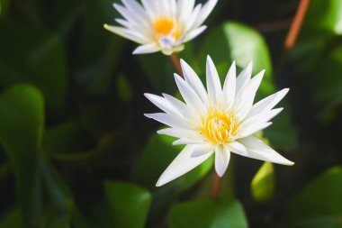 Havzada beyaz ve sarı nilüfer çiçekleri