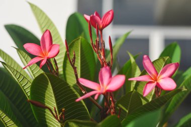 Doğal arka planda pembe frangipani çiçekleri