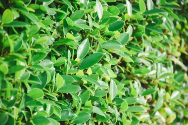 Taze yeşil Kore banyan yaprakları arka planda