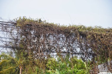 Elektrik kablolarındaki kuru sarmaşıklar