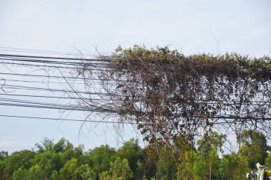 Dry vines on electrical wires clipart