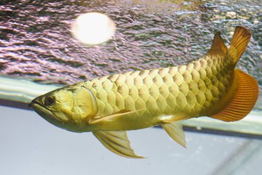 akvaryumda Arowana balık