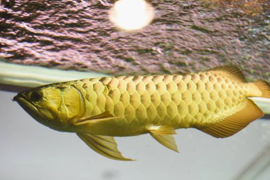 akvaryumda Arowana balık