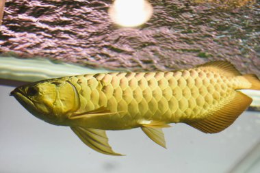 akvaryumda Arowana balık
