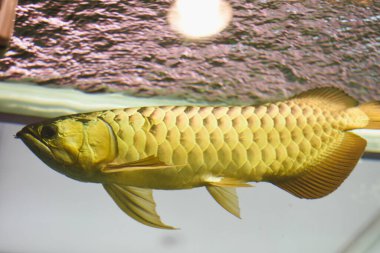akvaryumda Arowana balık
