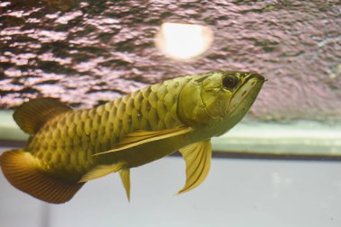 akvaryumda Arowana balık