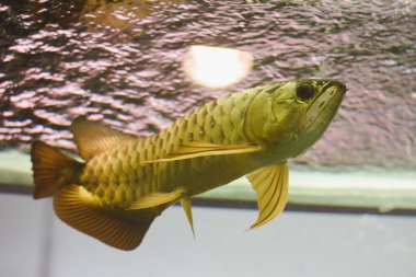 akvaryumda Arowana balık