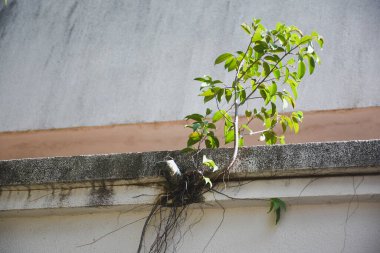 Küçük bir Bodhi ağacı çimentoda yetişir..