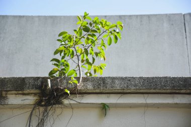 Küçük bir Bodhi ağacı çimentoda yetişir..