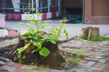 Ağaç kütükleri ve büyüyen bitkiler