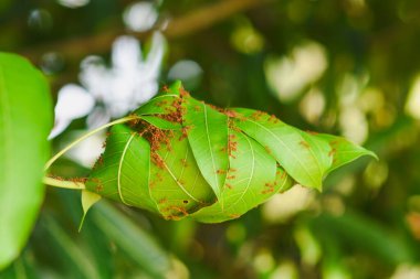Mango ağacında kırmızı karınca yuvası