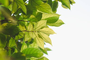 Bahçede taze yeşil yapraklar parlıyor..