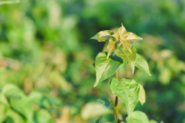 Bahçede taze yeşil yapraklar parlıyor..