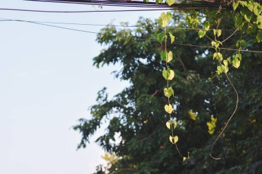 Elektrik hatlarında yeşil sarmaşıklar