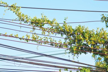 Elektrik hatlarında yeşil sarmaşıklar