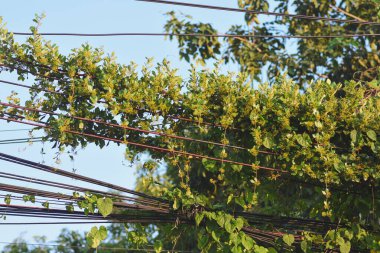 Elektrik hatlarında yeşil sarmaşıklar