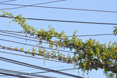 Elektrik hatlarında yeşil sarmaşıklar
