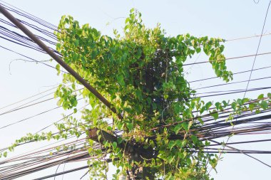 Elektrik direklerinde yeşil asmalar