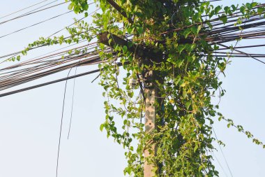 Elektrik direklerinde yeşil asmalar