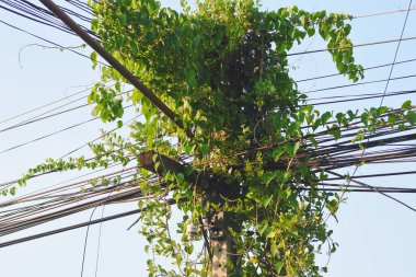Elektrik direklerinde yeşil asmalar