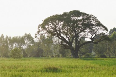 Yeşil pirinç tarlasının ortasında büyük bir ağaç.