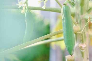 Bahçedeki ağaçta çiğ papaya