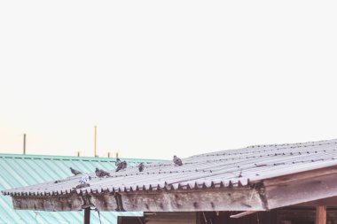 Birkaç gri güvercin kiremitli çatıda..