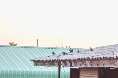 Birkaç gri güvercin kiremitli çatıda..