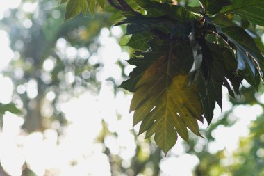 Yellow and green leaves on the same tree clipart