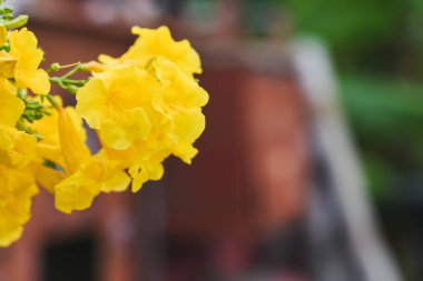 Bahçedeki sarı çiçekler