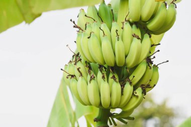 Muz ağacında büyük bir muzun yakın çekimi.