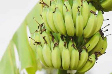 Muz ağacında büyük bir muzun yakın çekimi.