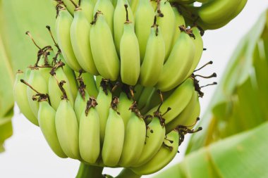 Muz ağacında büyük bir muzun yakın çekimi.