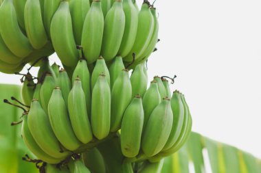 Muz ağacında büyük bir muzun yakın çekimi.