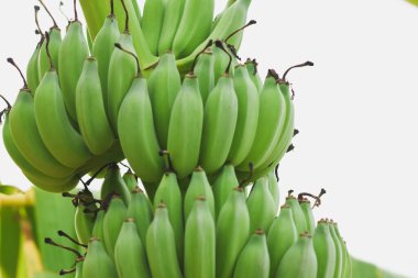 Muz ağacında büyük bir muzun yakın çekimi.