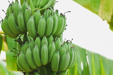 Muz ağacında büyük bir muzun yakın çekimi.