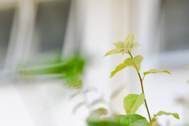 Birkaç yapraklı küçük yeşil bir bitkinin yakın çekimi. Bitkinin odak noktası detaylarını vurgular, bulanık arka plan ise penceresi ve muhtemelen beyaz perdeleri olan kapalı bir ortam önerir..