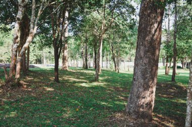 Yeşil doğa yaz sıcağını sakinleştiriyor. Taze yeşil yaprak döken ağaçlardan oluşan manzara ormanı, eğlence alanı.