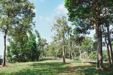 Yeşil doğa yaz sıcağını sakinleştiriyor. Taze yeşil yaprak döken ağaçlardan oluşan manzara ormanı, eğlence alanı.