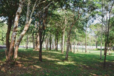 Yeşil doğa yaz sıcağını sakinleştiriyor. Taze yeşil yaprak döken ağaçlardan oluşan manzara ormanı, eğlence alanı.